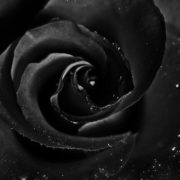 Black Rose Mystery - Black Roses Bouquet In A Box