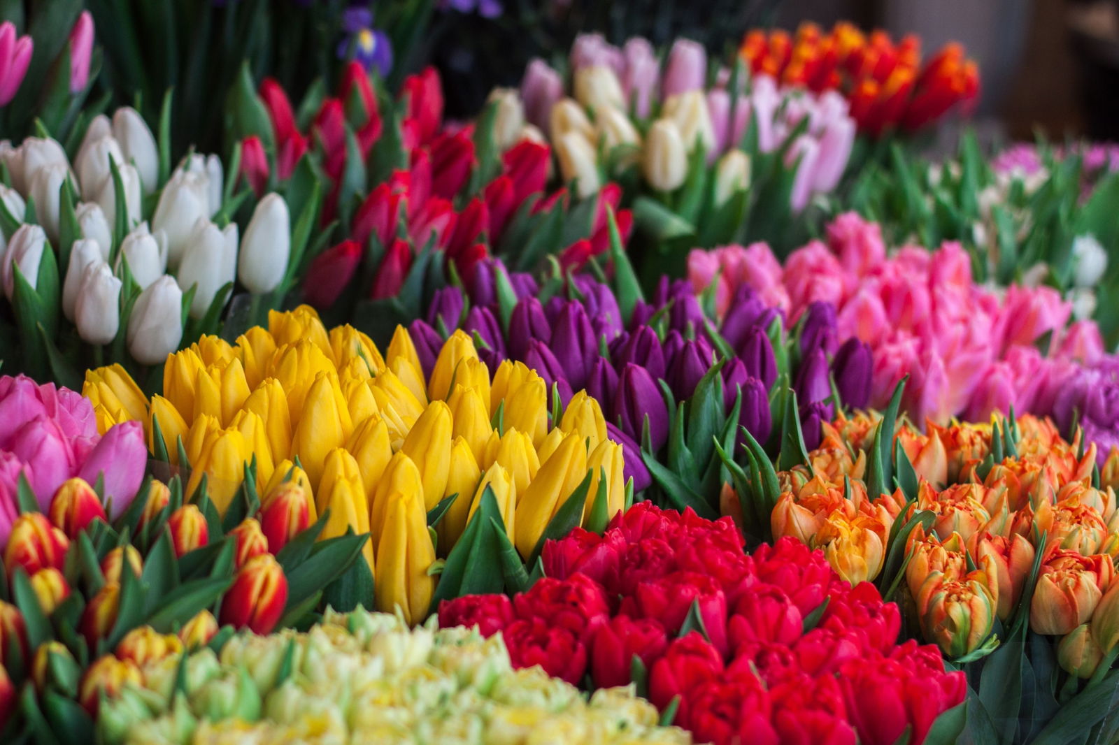 Mixed Flower Bouquets