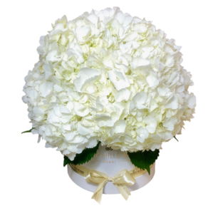 Snow White Hydrangea Bouquet